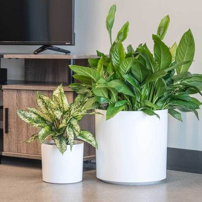 comprar Potes de plantas de flores de fibra de vidro personalizados para plantas de interior online manufacture