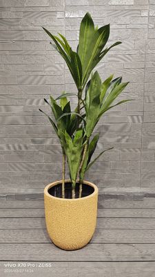 comprar Padrões de casca de melão honeydew amarelo em vaso redondo de fibra e argila para projetos de jardinagem e paisagismo online manufacture